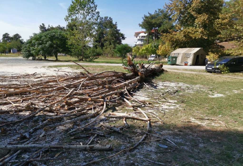 Θεσσαλονίκη: Κατέστρεψαν τα δέντρα που φύτεψαν Ουκρανοί πρόσφυγες στο «Δάσος των Προσφύγων»