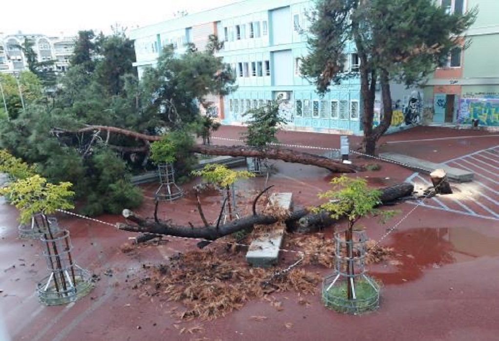 Κακοκαιρία «Μπάλλος»: Μεγάλο δέντρο έπεσε σε αυλή σχολείου στη Θεσσαλονίκη (ΦΩΤΟ)