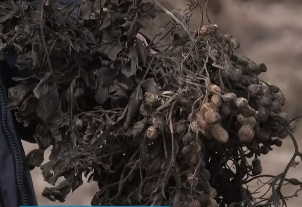 Σέρρες: Καταστράφηκαν ολοσχερώς οι καλλιέργειες από τον “Μπάλλο” (VIDEO)