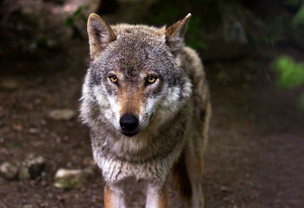 Τρόμος για οικογένεια στην Πάρνηθα: Λύκος τούς άρπαξε το σκύλο & χάθηκε στο δάσος (VIDEO)