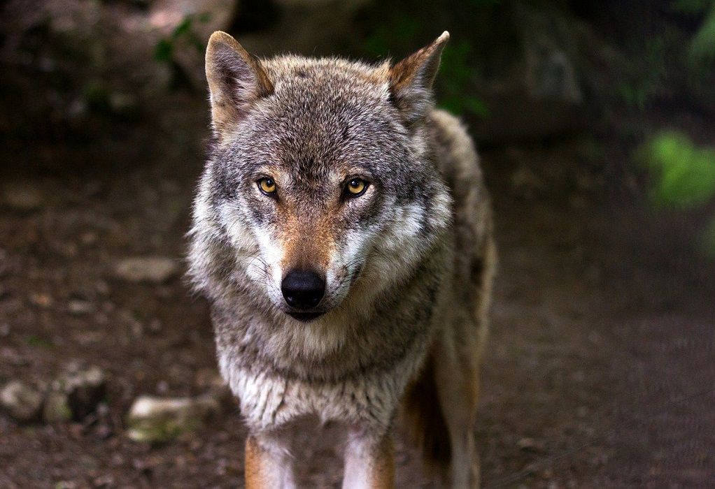 Λύκοι κατεβαίνουν σε χωριά-«Η κατάσταση έχει ξεφύγει»