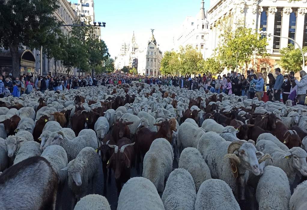 Ισπανία: Πρόβατα κατέκλυσαν τους δρόμους της Μαδρίτης