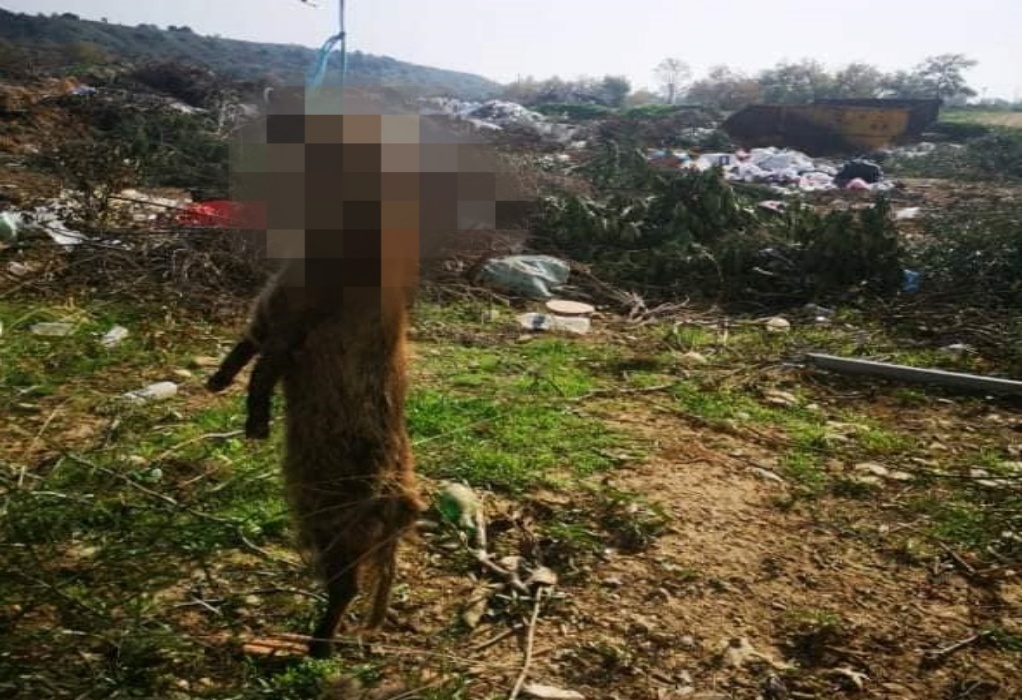 Κτηνωδία στη Χαλκιδική: Κρέμασαν αλεπού σε δέντρο (ΦΩΤΟ)