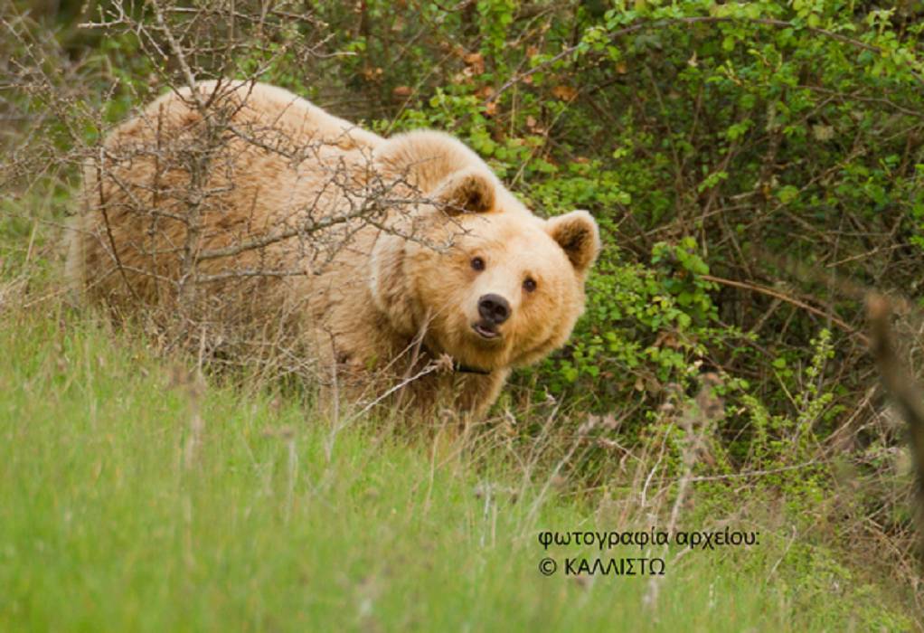 Φλώρινα: Απελευθερώθηκε οκτάχρονη θηλυκή αρκούδα