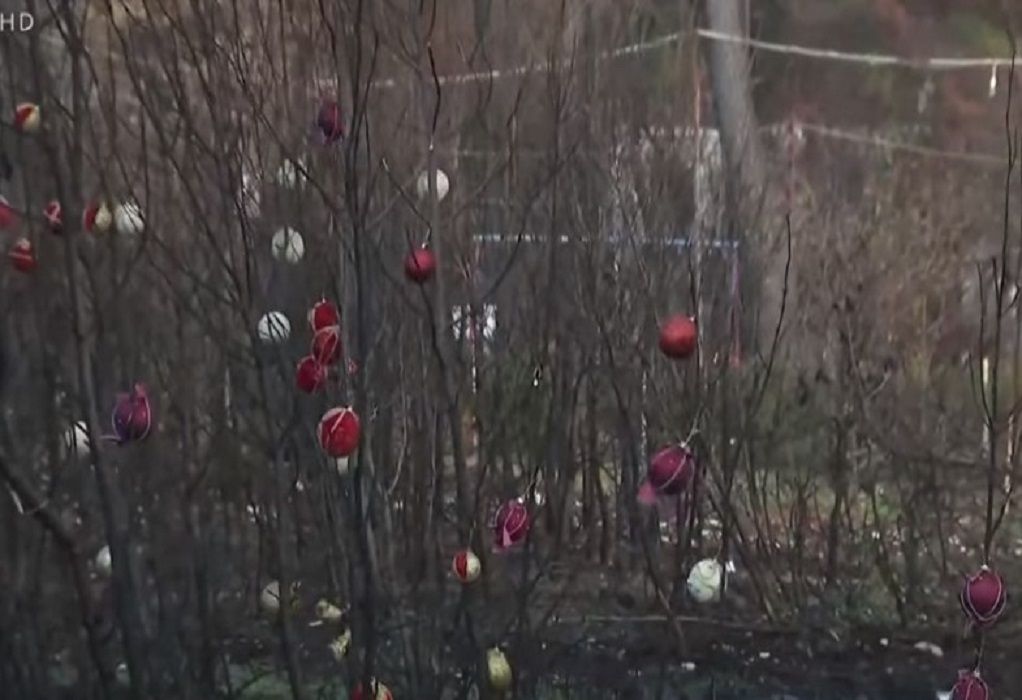 Χριστούγεννα 2021: Οι κάτοικοι της Βαρυμπόμπης στόλισαν τα καμένα δέντρα (VIDEO)