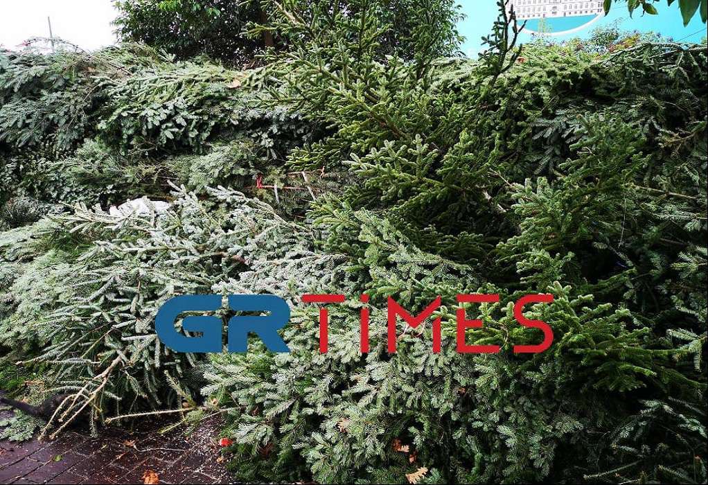Δήμος Θεσσαλονίκης: Ειδικά σημεία για συλλογή φυσικών χριστουγεννιάτικων δέντρων – Πού θα βρίσκονται