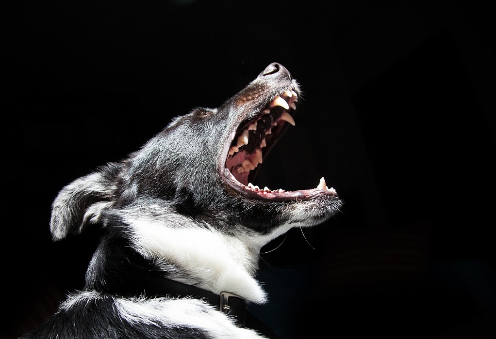 Ηράκλειο: Σκύλος επιτέθηκε σε 8 μηνών βρέφος—Η οργισμένη αντίδραση του πατέρα