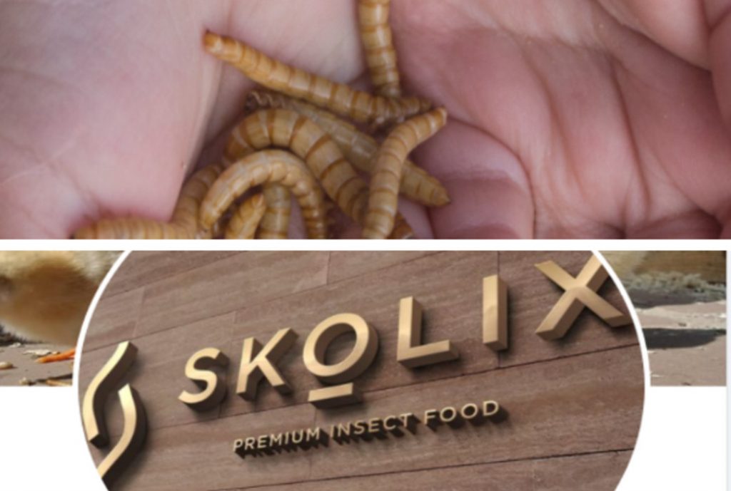 Skolix- Ρωξάνη Γάτση: Premium τροφή οι εδώδιμοι αλευροσκώληκες