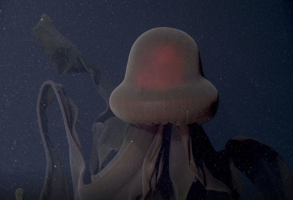 Καλιφόρνια: Επιστήμονες εντόπισαν γιγαντιαία «μέδουσα-φάντασμα»