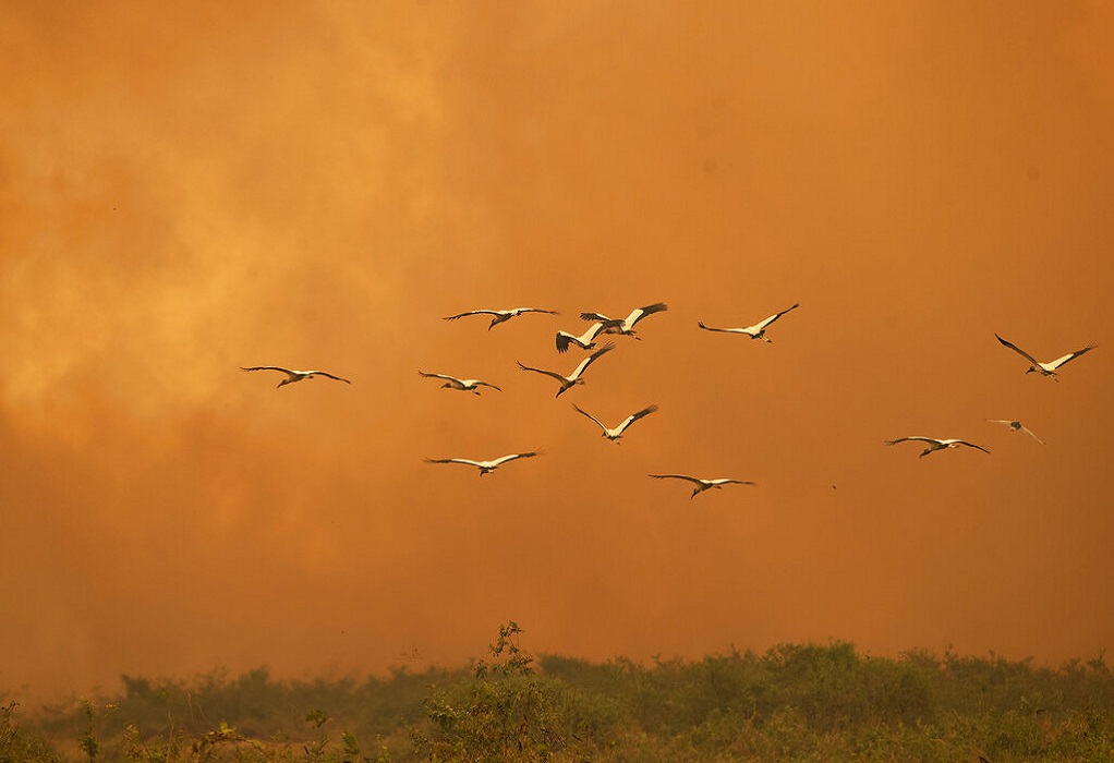 Οι πυρκαγιές στη Βραζιλία σκότωσαν περίπου 17 εκατομμύρια ζώα