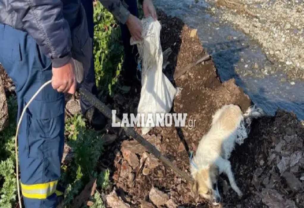 Κτηνωδία στην Φθιώτιδα: Πέταξαν σκυλίτσα με τα κουταβάκια της στο ποτάμι (ΦΩΤΟ-VIDEO)