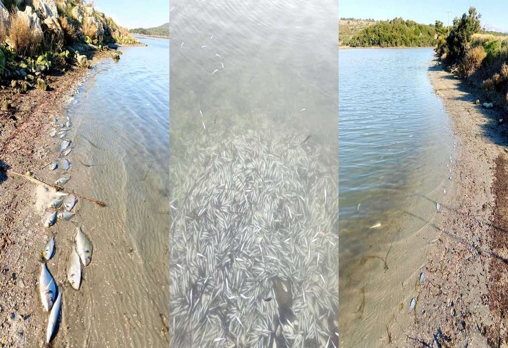Ηγουμενίτσα: Χιλιάδες νεκρά ψαριά στη λιμνοθάλασσα του Δρεπάνου – Πότε και γιατί πέθαναν μαζικά (VIDEO)