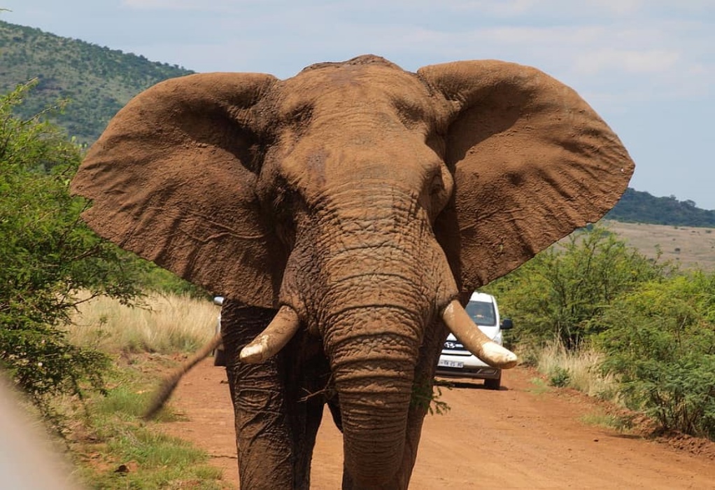 Ουγκάντα: Ελέφαντας ποδοπάτησε και σκότωσε Σαουδάραβα τουρίστα σε σαφάρι