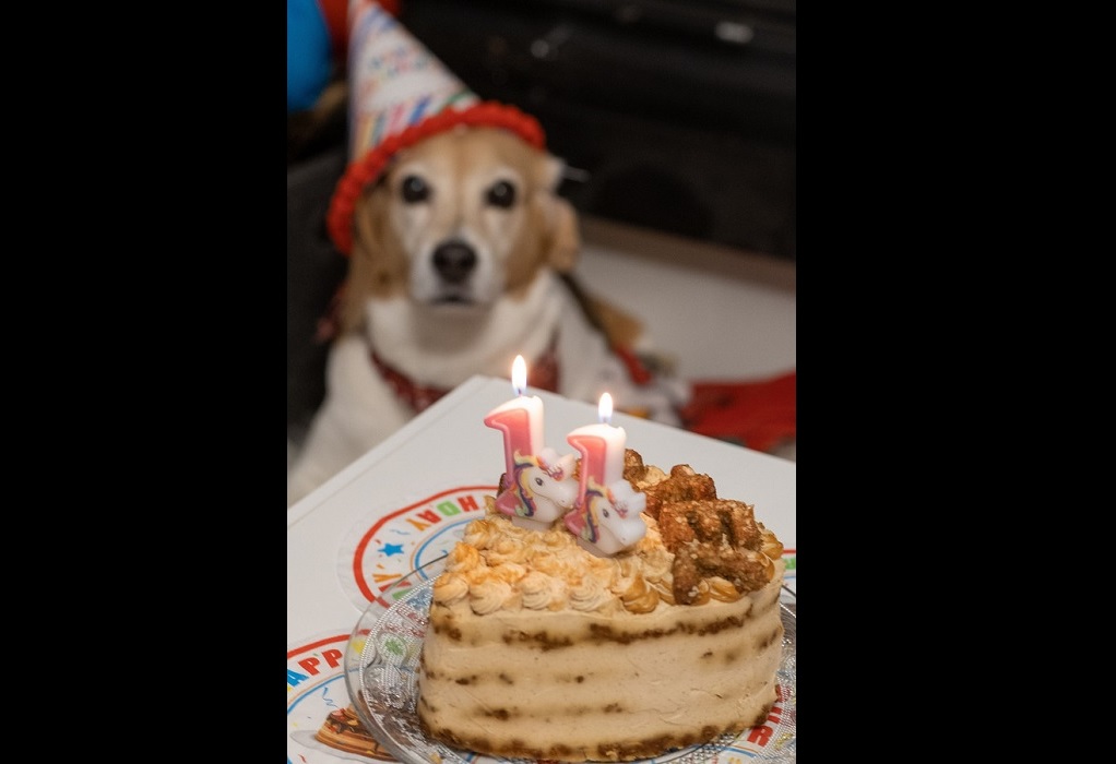 Ζαχαροπλαστείο σκύλων: «Dog Appétit» με λαχταριστές τούρτες και cupcakes για gourmet τετράποδα (ΦΩΤΟ)