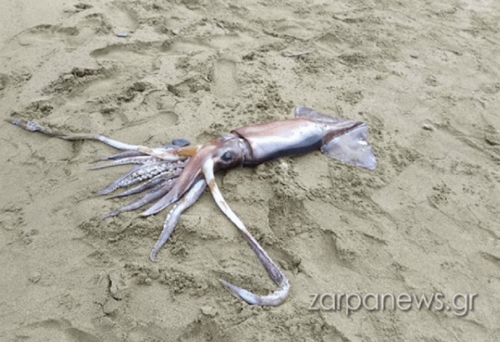 Χανιά: Εντοπίστηκε θράψαλο ενός μέτρου σε παραλία (VIDEO)