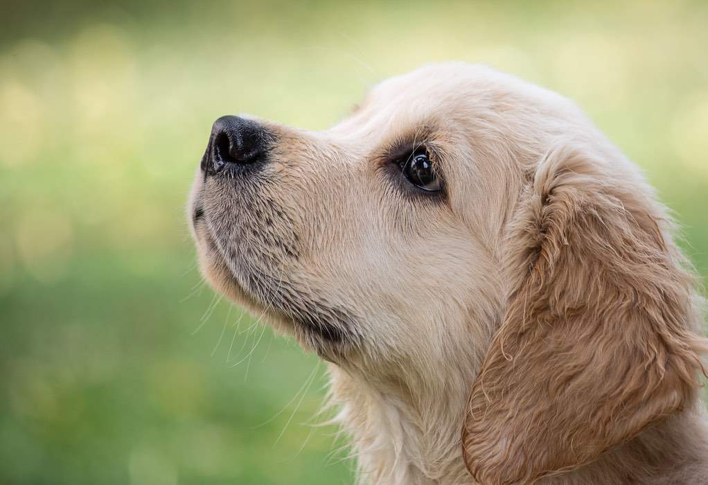 Έρευνα: Και οι σκύλοι θρηνούν μετά το θάνατο του συντρόφου τους