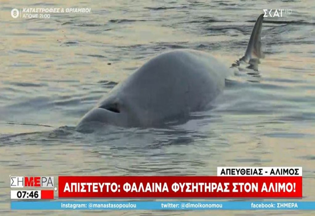 Φάλαινα φυσητήρας κολυμπά στην παραλία Αλίμου-Έχει τραυματιστεί και κινδυνεύει (VIDEO)