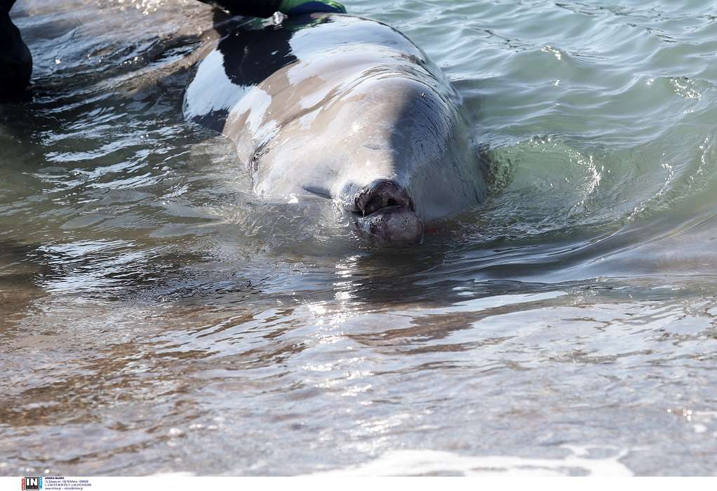 Φάλαινα στον Άλιμο: Πολλά λάθη στην επιχείρηση διάσωσης, λέει η οργάνωση «Αρχιπέλαγος»