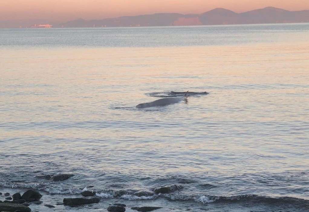 «Αυτή τη στιγμή υποφέρει»: Τι συμβαίνει με τη φάλαινα που εντοπίστηκε στον Άλιμο -Τί είπε ο Αμυράς (VIDEO)