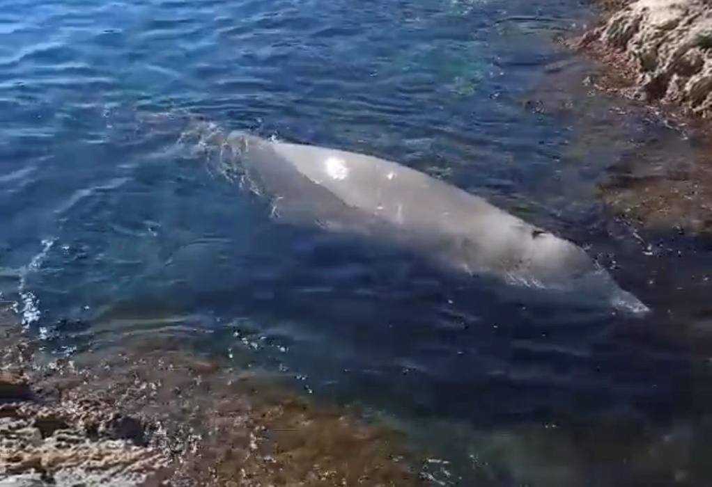 Αθήνα: Βρέθηκε φαλαινοειδές στη Βουλιαγμένη (VIDEO)