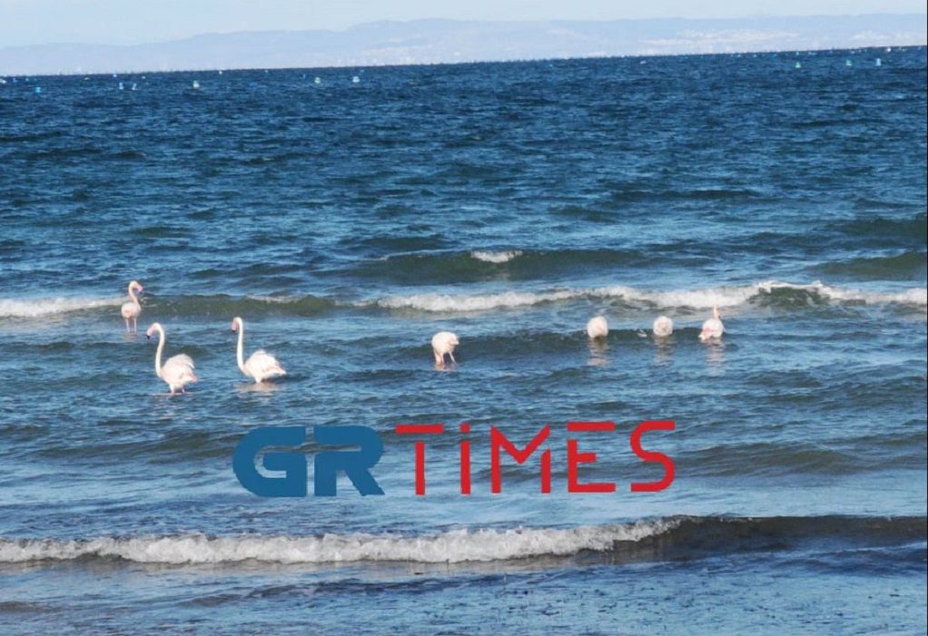 Μακρύγιαλος Πιερίας: Πανέμορφα φλαμίνγκο και πελεκάνοι σουλατσάρουν στην παραλία (ΦΩΤΟ-VIDEO)