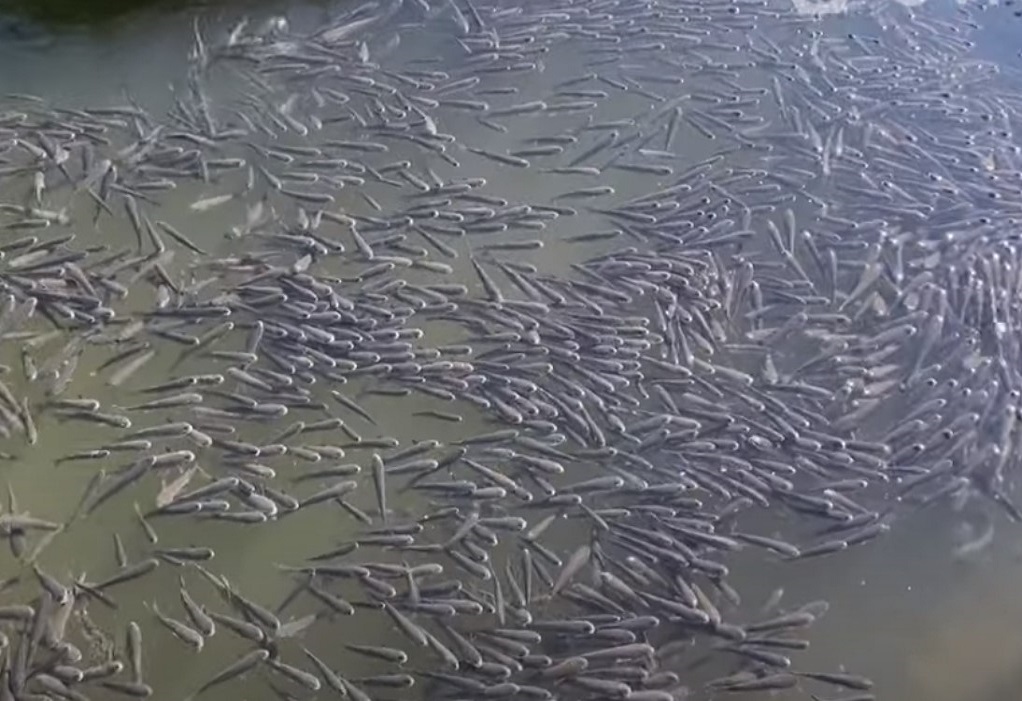 Αλεξανδρούπολη: Χιλιάδες ψάρια βγήκαν στο λιμάνι-Οι εκτιμήσεις ειδικών για το φαινόμενο (VIDEO)