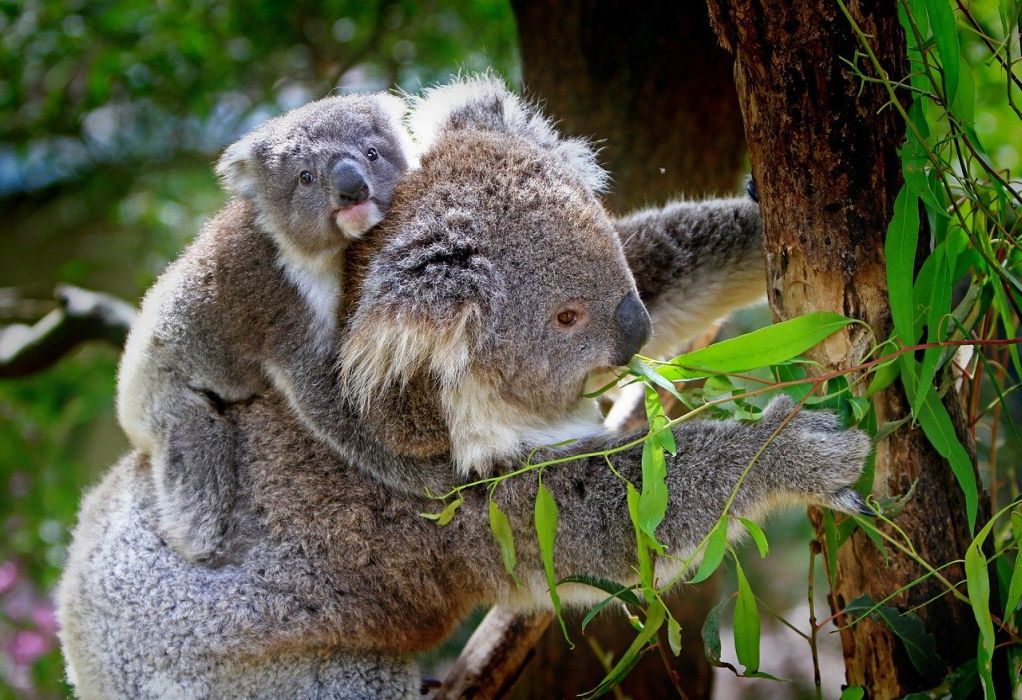 Είδος υπό εξαφάνιση και επισήμως τα κοάλα στην Αυστραλία