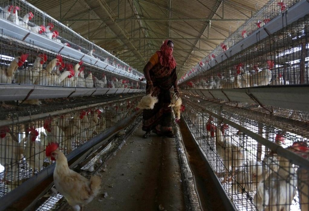 Συναγερμός στην Ισπανία: Εντοπίστηκε σπάνιο κρούσμα μετάδοσης της γρίπης των πτηνών σε άνθρωπο