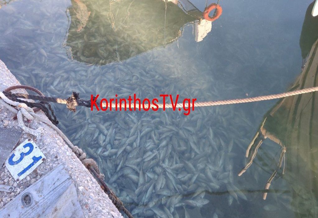 Γέμισε νεκρά ψάρια το λιμάνι της Κορίνθου (VIDEO)