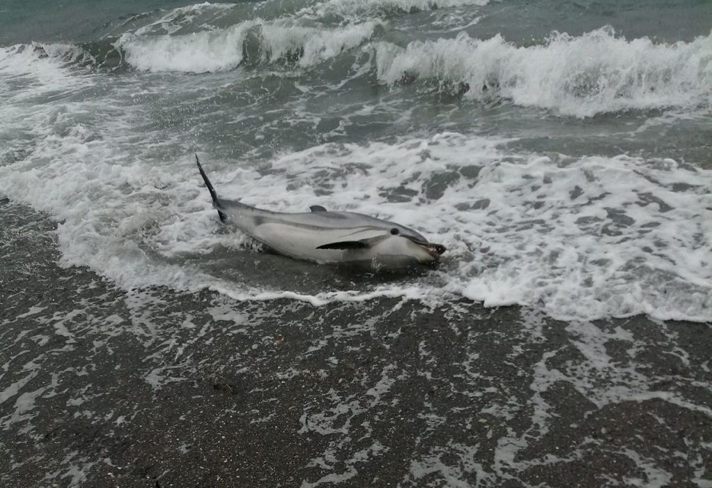 Μυτιλήνη: Νεκρό δελφίνι ξεβράστηκε στην παραλία της Νυφίδας – Σπαρταρούσε για να σωθεί (VIDEO)