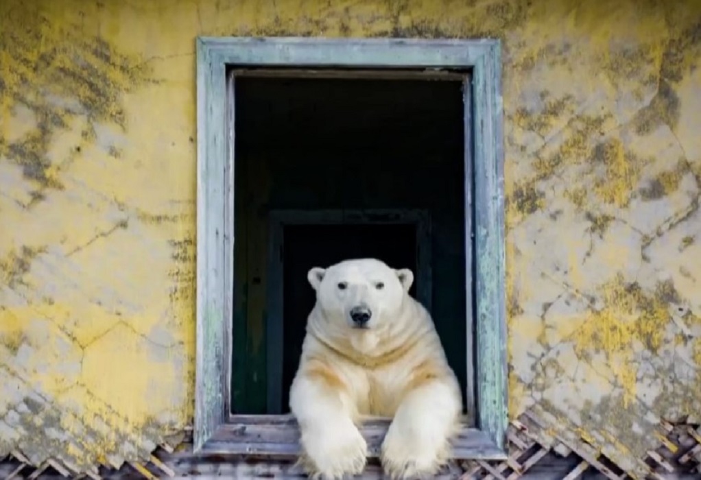 Πολικές αρκούδες: Οι νέοι «ένοικοι» του μετεωρολογικού σταθμού στον Αρκτικό Κύκλο (VIDEO)
