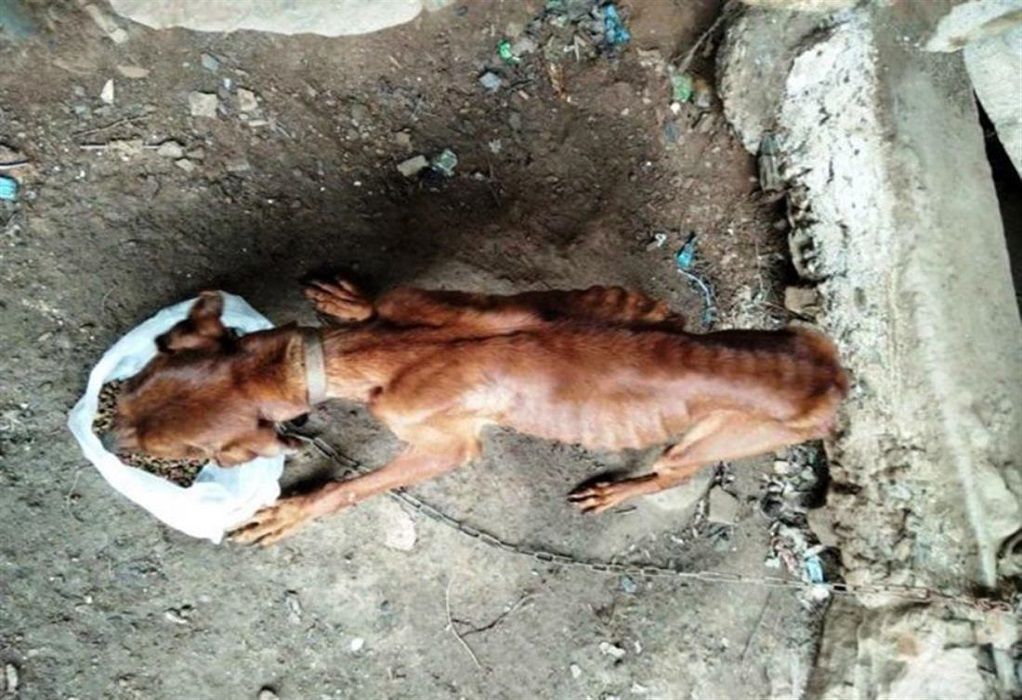 Χανιά: Σκύλος βρέθηκε σκελετωμένος και αλυσοδεμένος (ΦΩΤΟ)