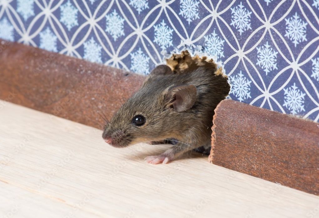 Γαλλία: Τα ποντίκια των πόλεων αναμφίβολα δεν θα είναι η αιτία της επόμενης πανδημίας