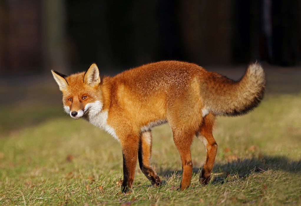 ΠΚΜ: Ξεκινάει ο δια στόματος εμβολιασμός κόκκινων αλεπούδων για την άνοιξη 2022