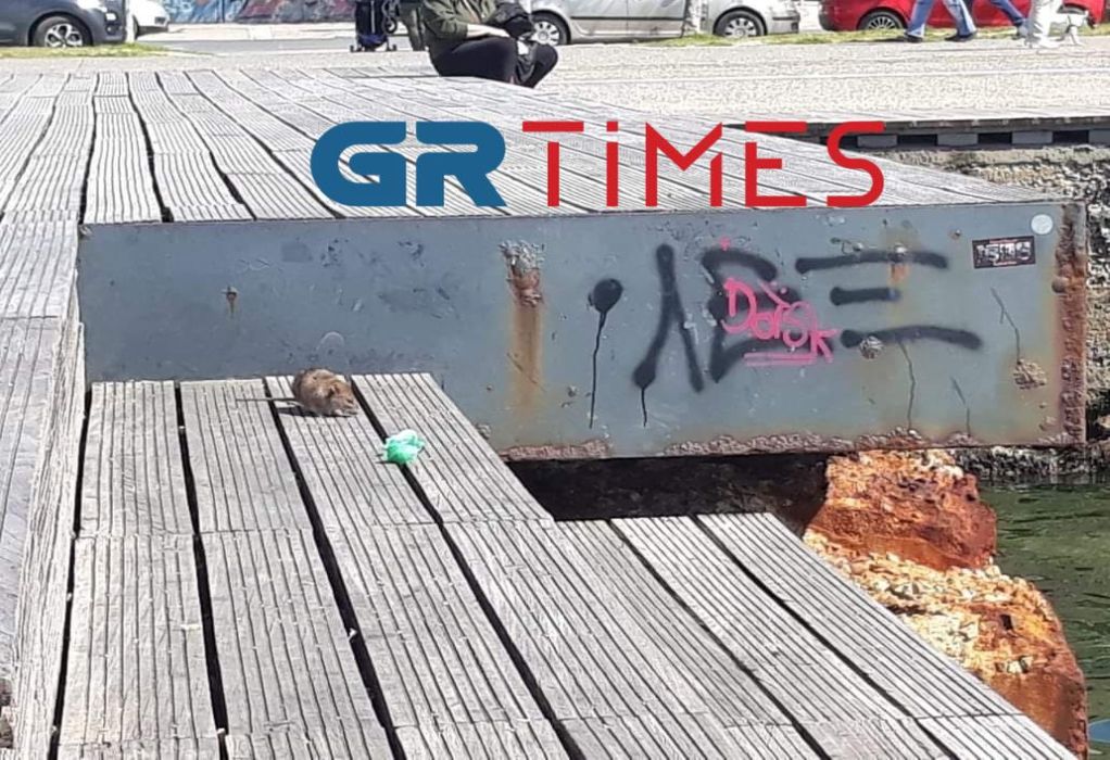 Θεσσαλονίκη: Ποντίκια εμφανίστηκαν και στο κέντρο-«Κλείστε τις μπαλκονόπορτες», λέει ειδικός (ΦΩΤΟ)