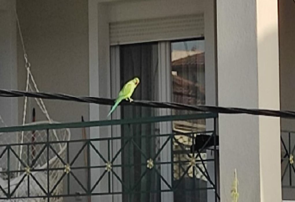 Psittacula Krameri: Οι πράσινοι παπαγάλοι που αποικούν στις γειτονιές της Θεσσαλονίκης (ΦΩΤΟ-VIDEO)