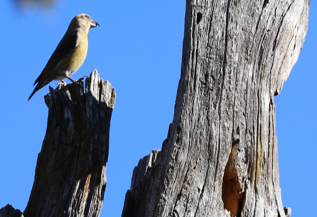 Μυστηριώδης θάνατος χιλιάδων πτηνών στη Χιλή-Τι ερευνούν οι αρχές