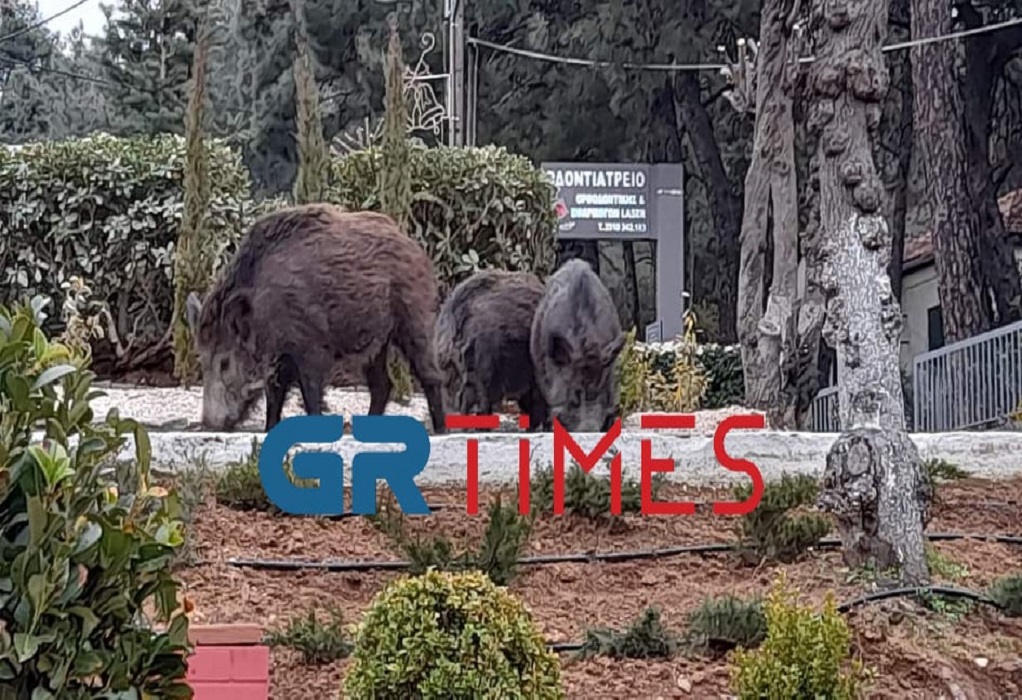 Θεσσαλονίκη: Φόβος από «επιδρομή» αγριογούρουνων στο κέντρο του Πανοράματος (ΦΩΤΟ)