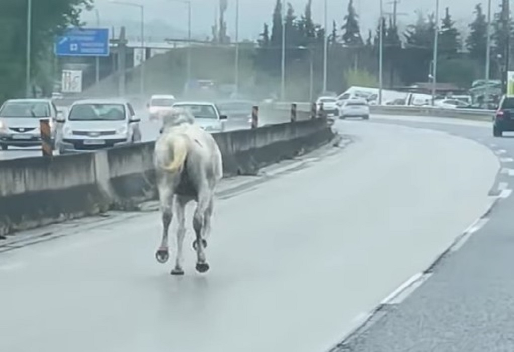 Άλογο βγήκε… βόλτα στην Ε.Ο. Θεσσαλονίκης-Μουδανιών (VIDEO)
