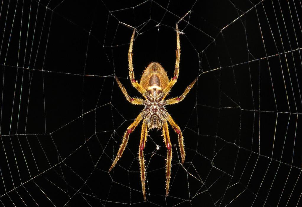 Αν βρείτε αράχνη στο σπίτι, μην τη σκοτώσετε, συμβουλεύουν οι ειδικοί