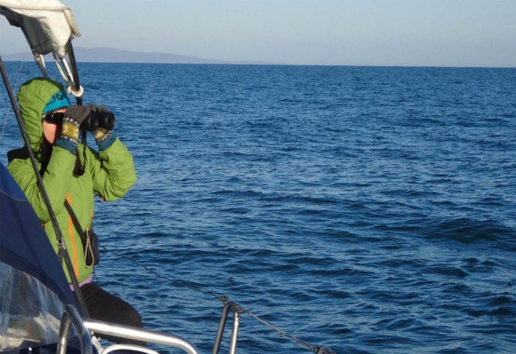 Βουλγαρία: Ερευνητές από χώρες της Μαύρης Θάλασσας αρχίζουν νέα μελέτη για τον πληθυσμό του μυδοφάγου