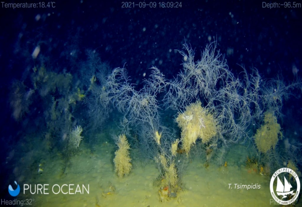 Anthipathella Subpinnata: Το μαύρο «διαμαντένιο» κοράλλι του Αιγαίου απειλείται με εξαφάνιση (ΦΩΤΟ)