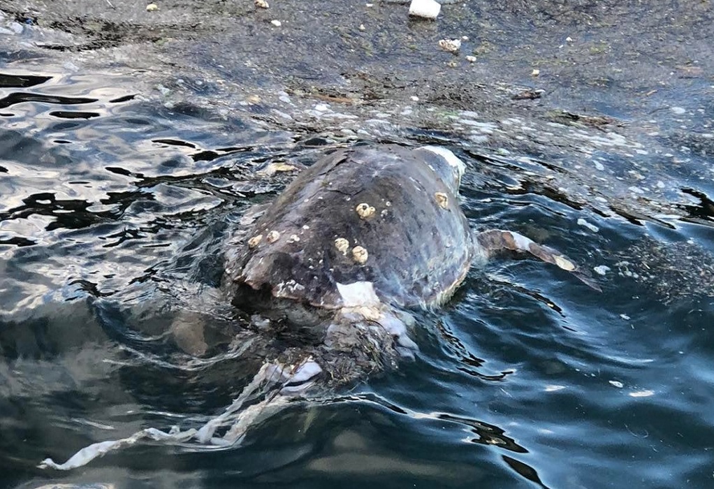 Θεσσαλονίκη: Νεκρή χελώνα καρέτα-καρέτα στη Νέα Παραλία