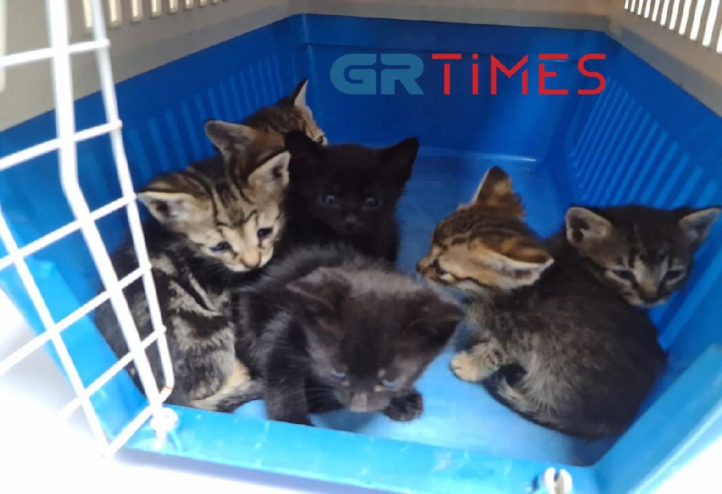 Έβαλαν σε τσουβάλι νεογέννητα γατάκια και τα πέταξαν στα σκουπίδια (ΦΩΤΟ)