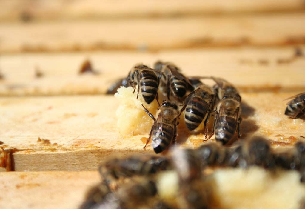 Η Φ. Χατζήνα και ο Δ. Αποστόλου για τη συνεισφορά της μέλισσας και την αυριανή εκδήλωση στον Λαγκαδά (ΗΧΗΤΙΚΟ)