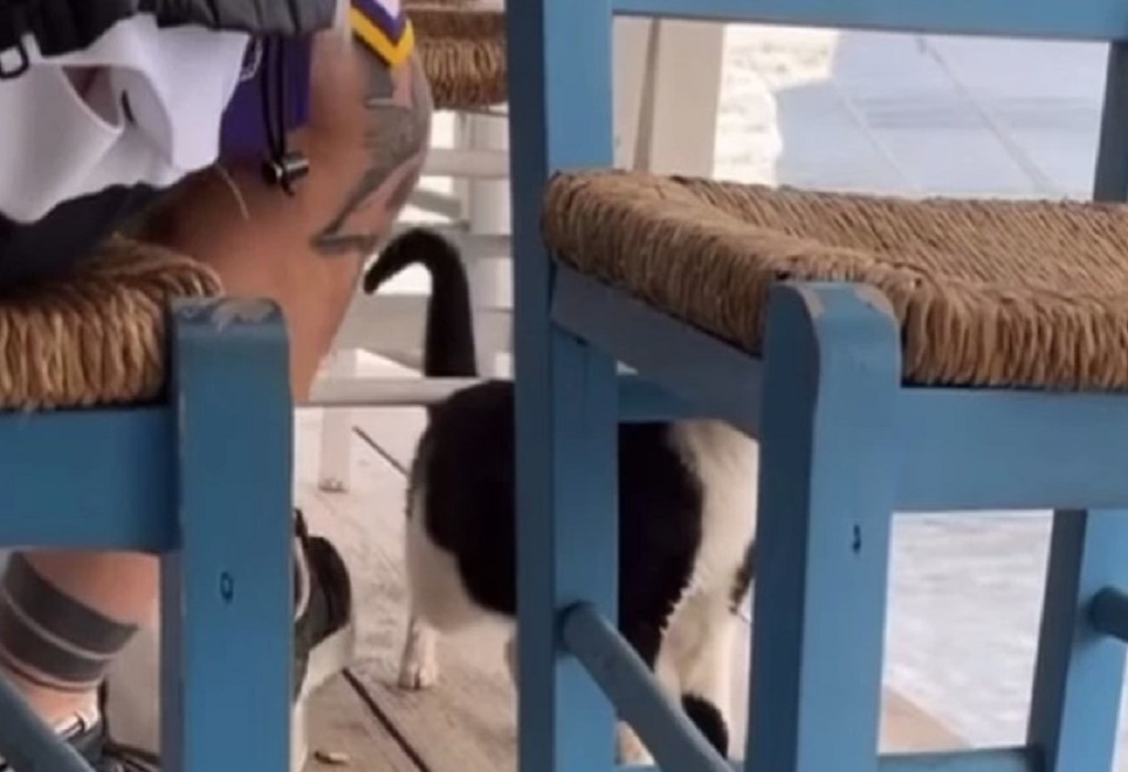 Σοκαριστικό βίντεο: Άνδρας δελεάζει γατάκι με φαγητό και στη συνέχεια το κλωτσά στη θάλασσα-Παρέμβαση Θεοδωρικάκου