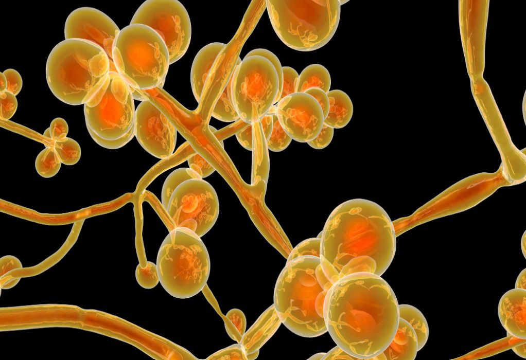 HΠΑ: Συναγερμός για την ανησυχητική εξάπλωση του δυνητικά θανατηφόρου μύκητα Candida auris (VIDEO)
