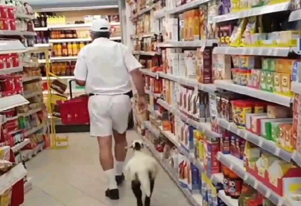 Μήλος: Η Ελπίδα, το πρόβατο που πάει σούπερ μάρκετ και «πίνει» καφέ (VIDEO)