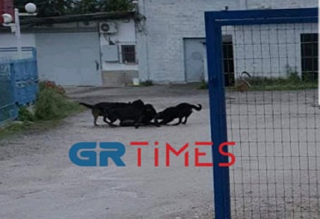 Θεσσαλονίκη: Δημόσιος κίνδυνος φονικά Ροτβάιλερ – «Κατασπάραξαν τον σκύλο μου» (ΦΩΤΟ)