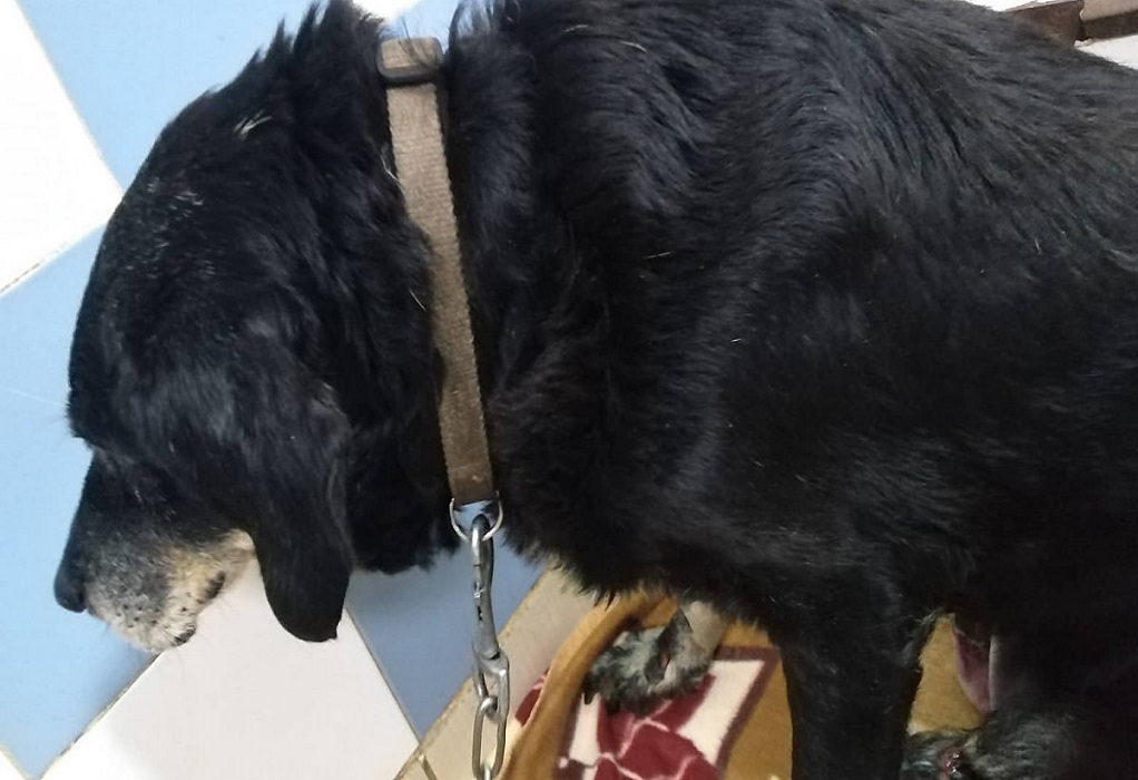 Κτηνωδία στα Χανιά: Έδεσε σκύλο στον προφυλακτήρα του αυτοκινήτου και τον έσερνε στο δρόμο (ΦΩΤΟ)